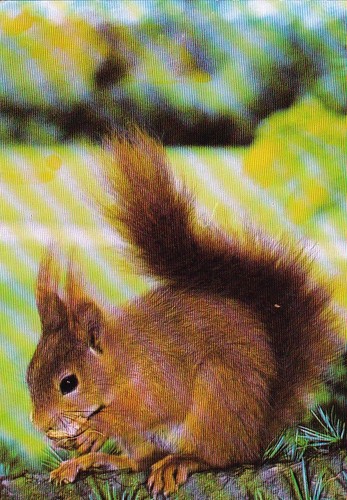 Scoiattolo fauna selvatica - fauna,